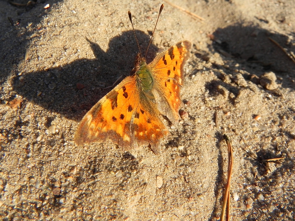 Rusałka ceik (Polygonia c-album)