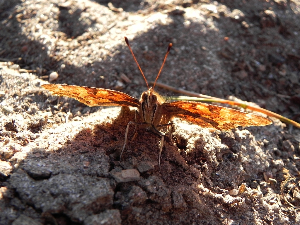 Rusałka ceik (Polygonia c-album)