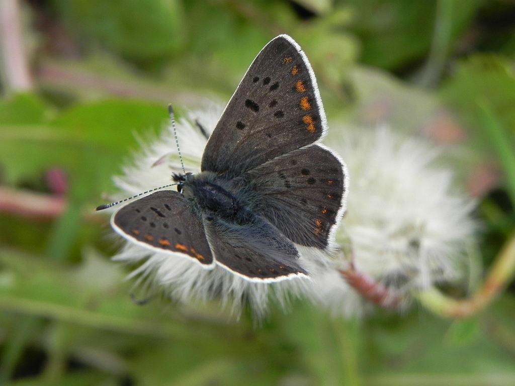 Czerwończyk uroczek (Lycaena tityrus)