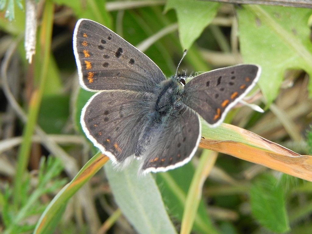 Czerwończyk uroczek (Lycaena tityrus)