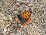 Czerwończyk żarek (Lycaena phlaeas)