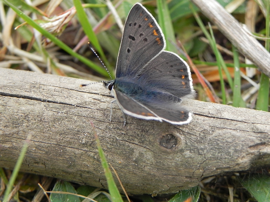 Czerwończyk uroczek (Lycaena tityrus)