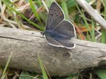 Czerwończyk uroczek (Lycaena tityrus)