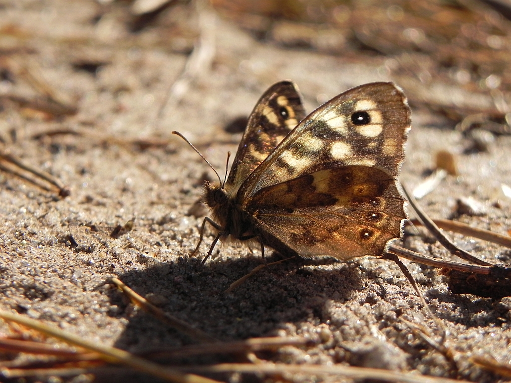 Osadnik egeria (Pararge aegeria)