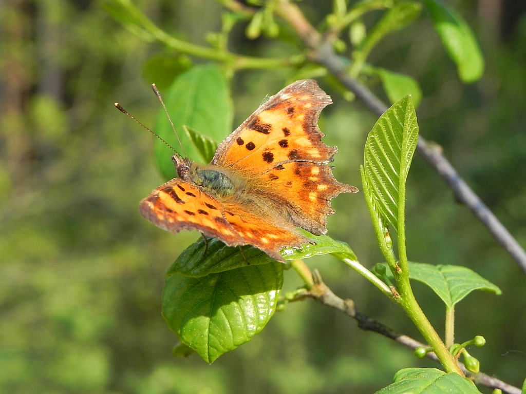 Rusałka ceik (Polygonia c-album)