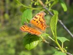 Rusałka ceik (Polygonia c-album)