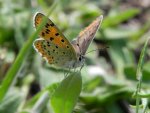 Czerwończyk uroczek (Lycaena titurus)