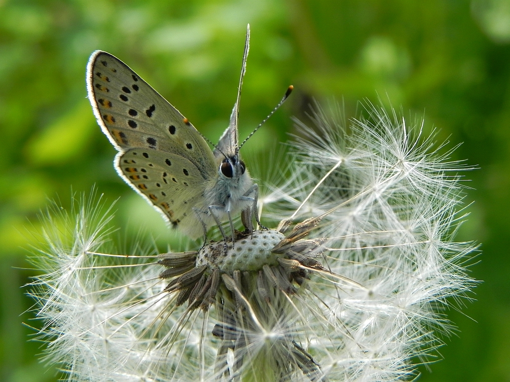 Czerwończyk uroczek (Lycaena tityrus)