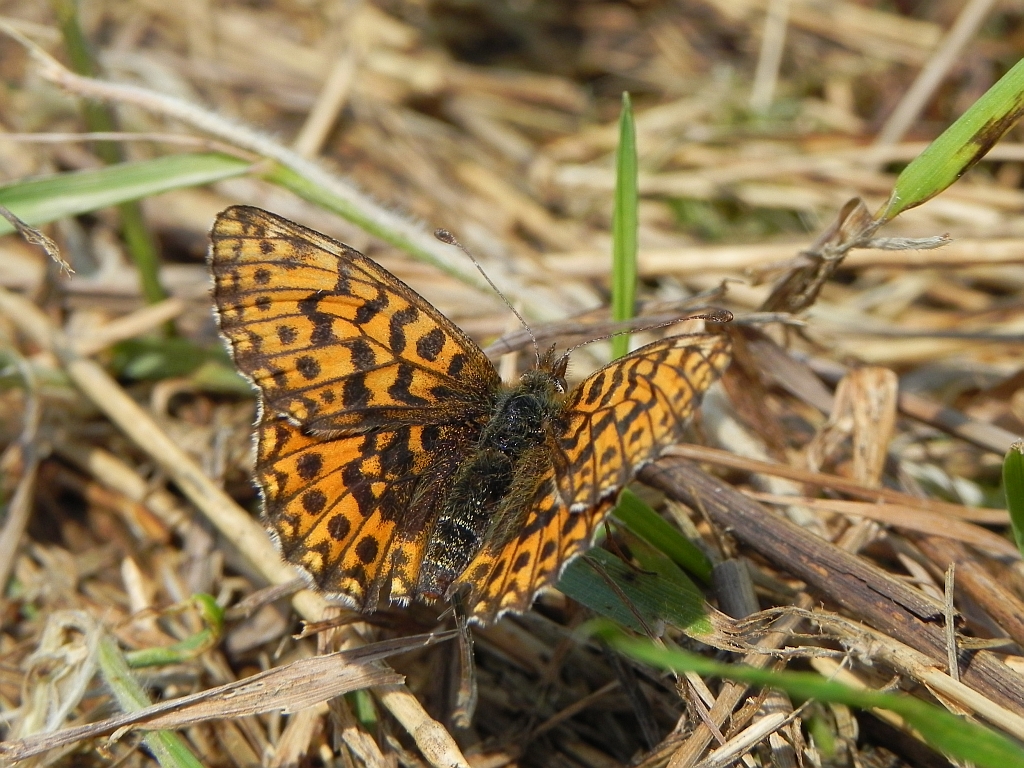 Dostojka dia (Boloria dia)