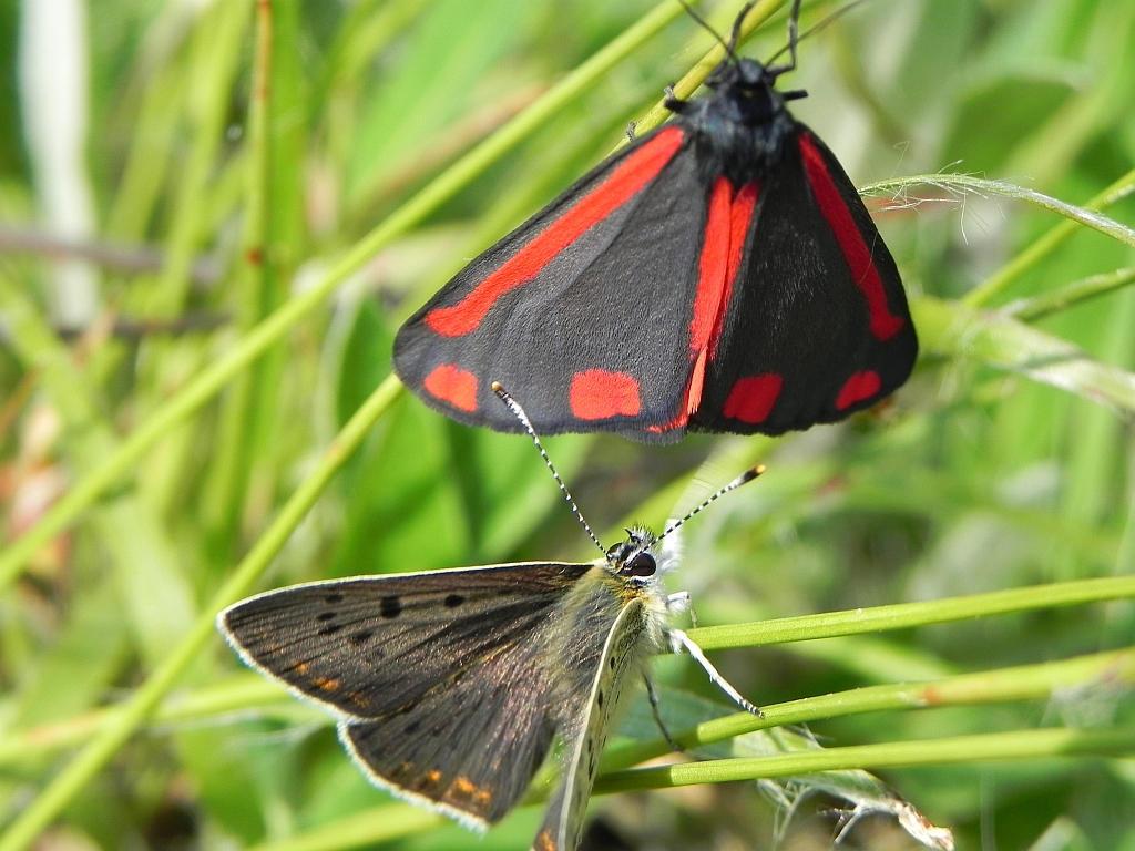 Proporzyca marzymłódka (Tyria jacobaeae)
