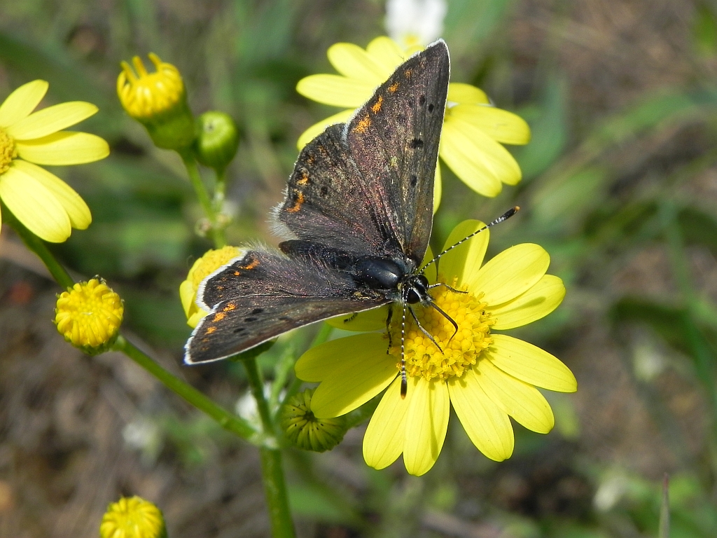 Czerwończyk uroczek (Lycaena tityrus)