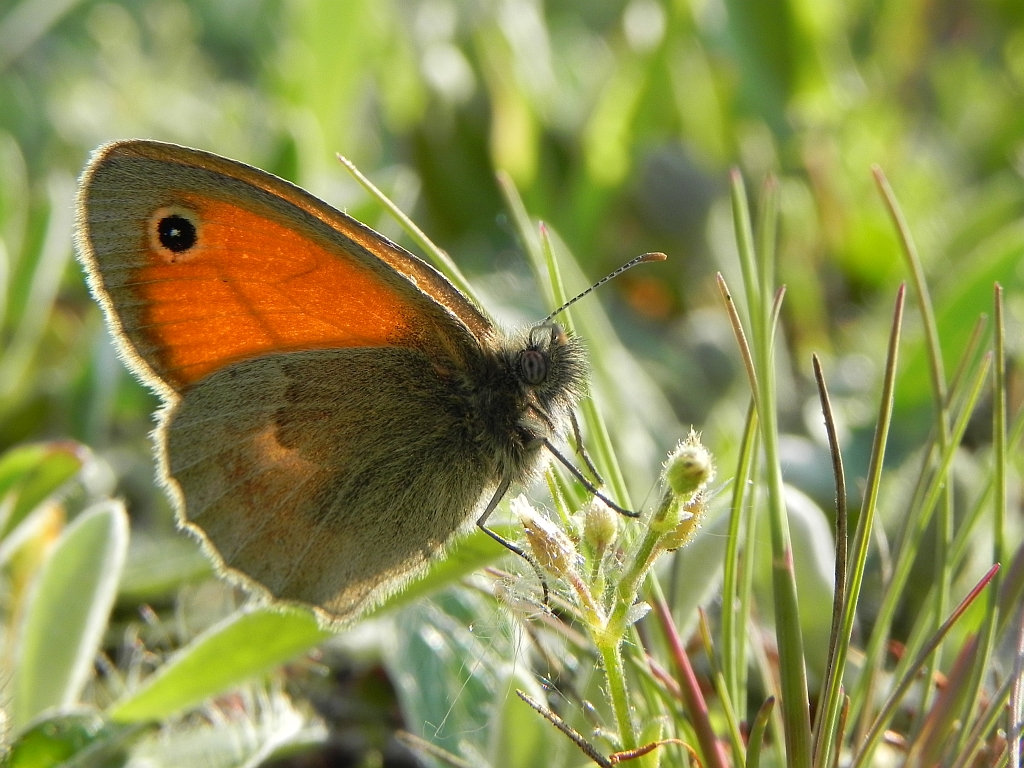 Strzępotek ruczajnik (Coenonympha pamphilus)