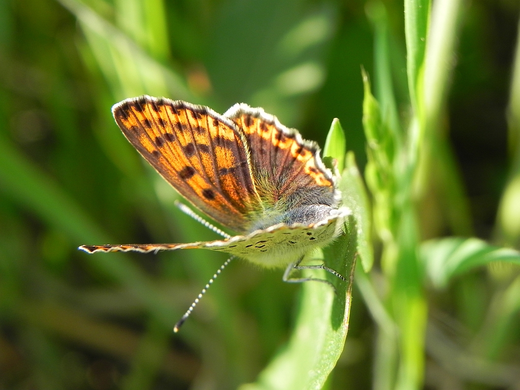 Czerwończyk uroczek (Lycaena tityrus)