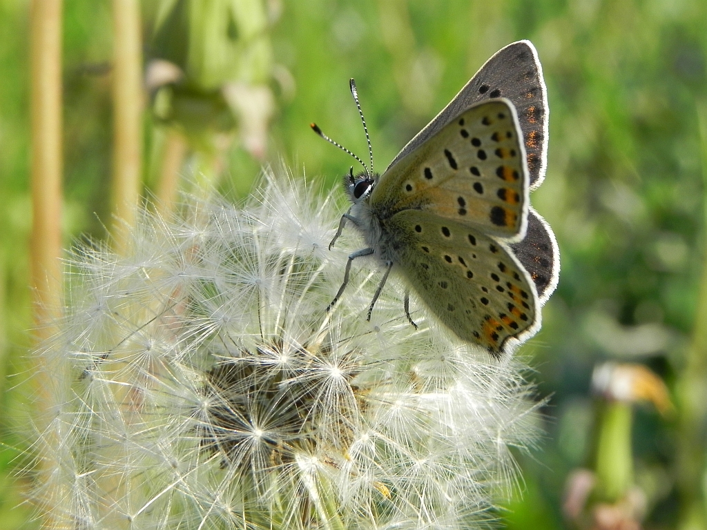 Czerwończyk uroczek (Lycaena tityrus)