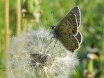 Czerwończyk uroczek (Lycaena tityrus)