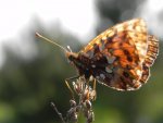 Dostojka dia (Boloria dia)