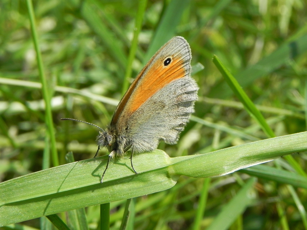 Strzępotek ruczajnik (Coenonympha pamphilus)