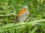 Strzępotek ruczajnik (Coenonympha pamphilus)