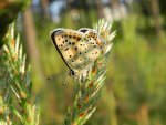 Czerwończyk uroczek (Lycaena tityrus)
