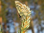 Czerwończyk uroczek (Lycaena tityrus)