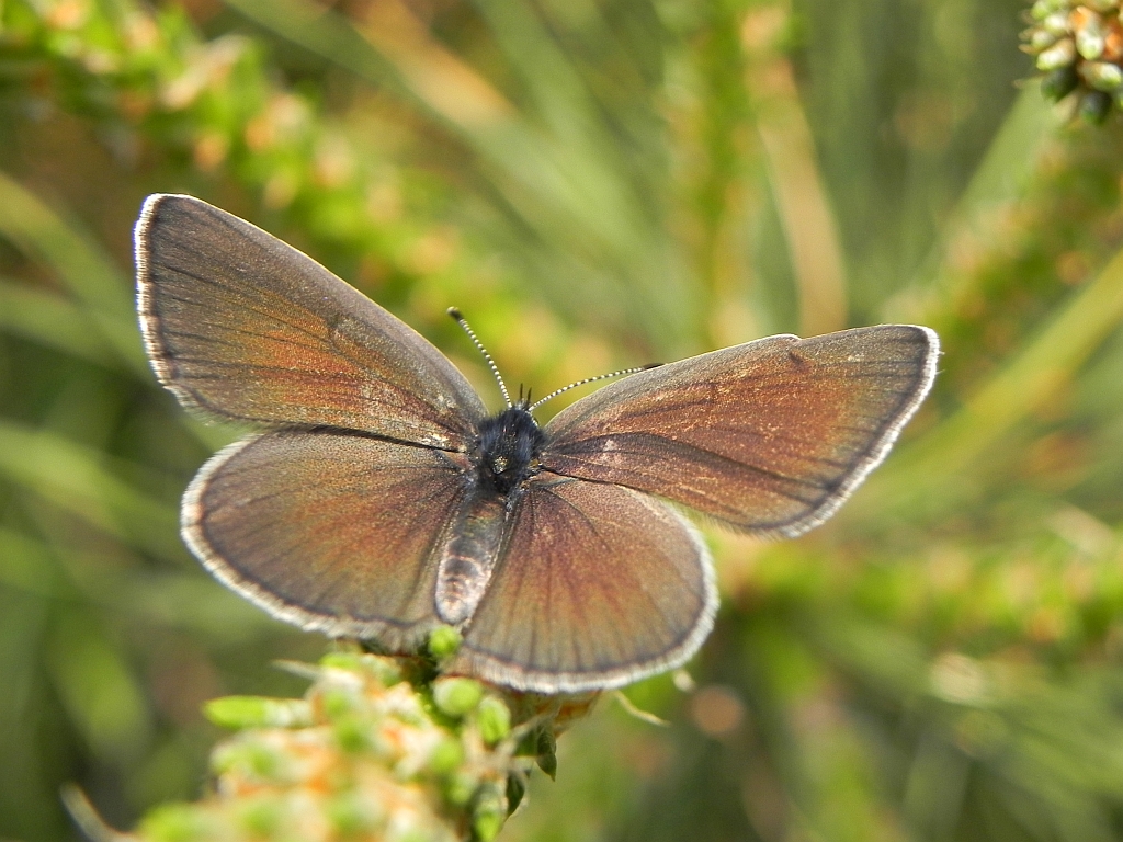 Modraszek aleksis (Glaucopsyche alexis)