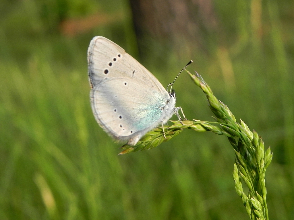Modraszek aleksis (Glaucopsyche alexis)