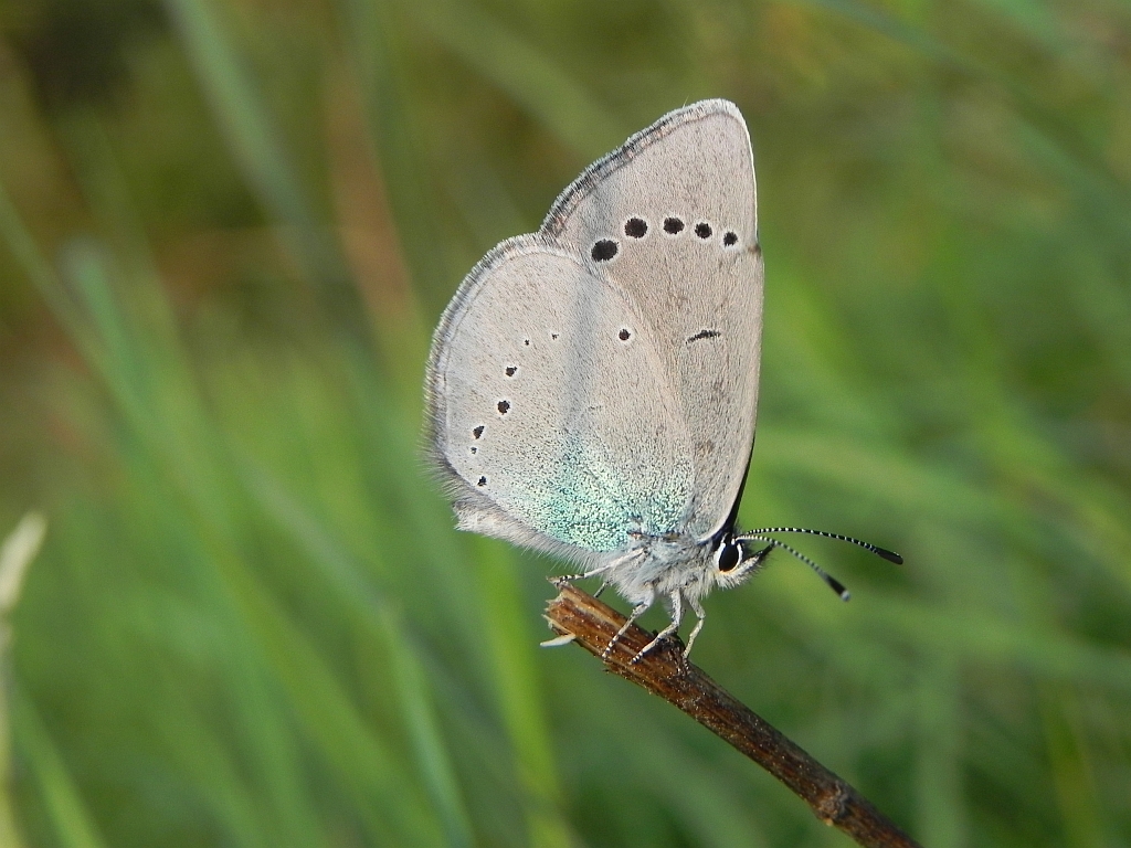 Modraszek aleksis (Glaucopsyche alexis)