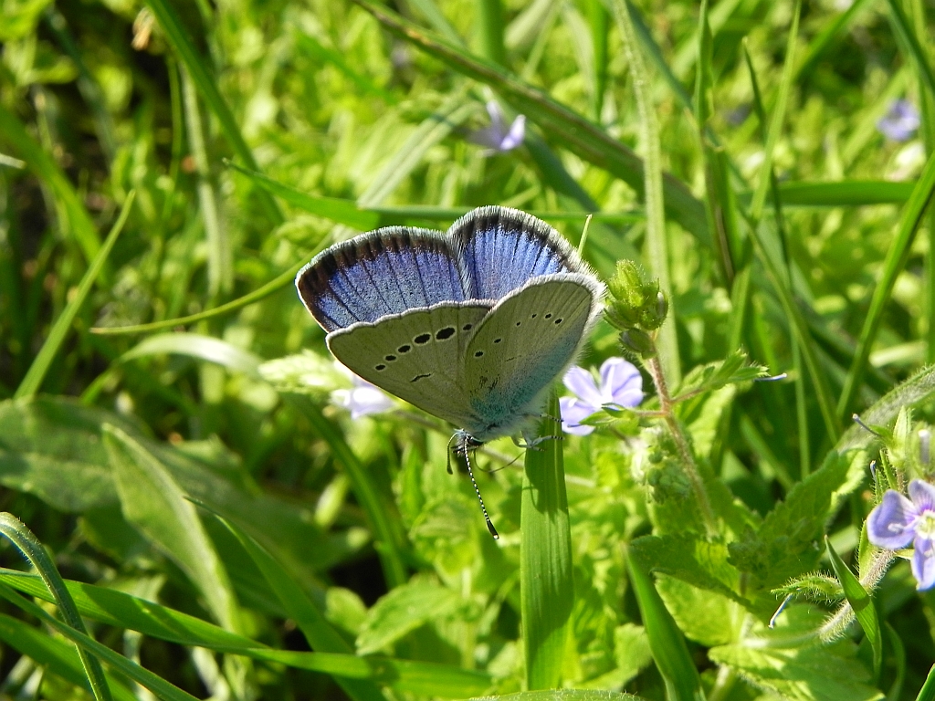 Modraszek aleksis (Glaucopsyche alexis)