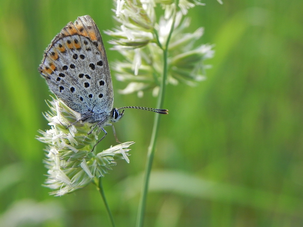 Czerwończyk uroczek (Lycaena tityrus, syn. Heodes tityrus)