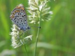 Czerwończyk uroczek (Lycaena tityrus, syn. Heodes tityrus)