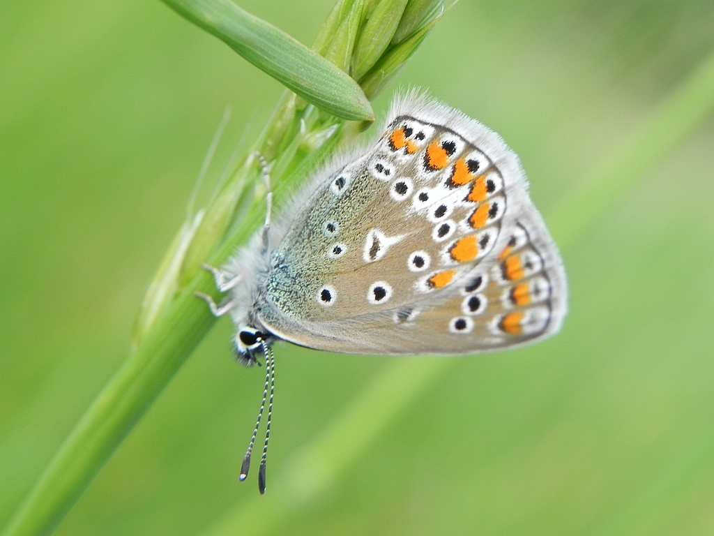 Modraszek ikar, mnogooczak ikar (Polyommatus icarus)