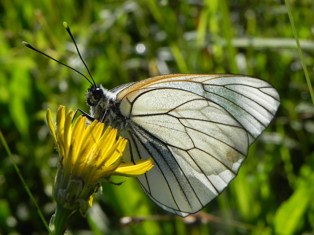 Niestrzęp głogowiec (Aporia crataegi)