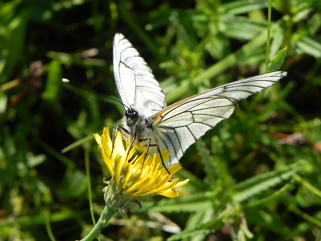 Niestrzęp głogowiec (Aporia crataegi)