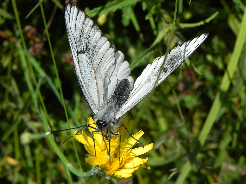 Niestrzęp głogowiec (Aporia crataegi)
