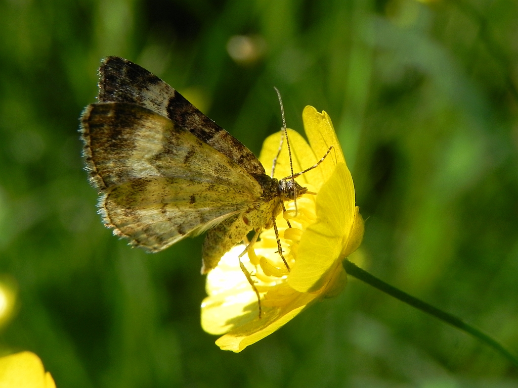Paśnik jednozębik (Euphyia unangulata)