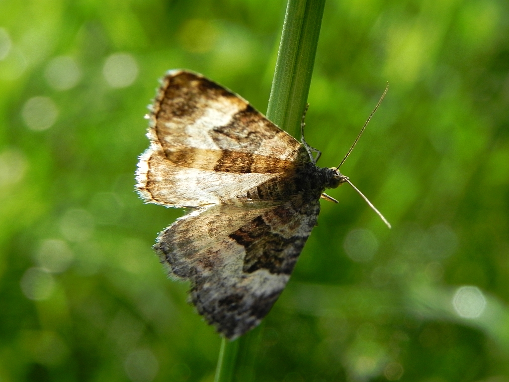 Paśnik jednozębik (Euphyia unangulata)