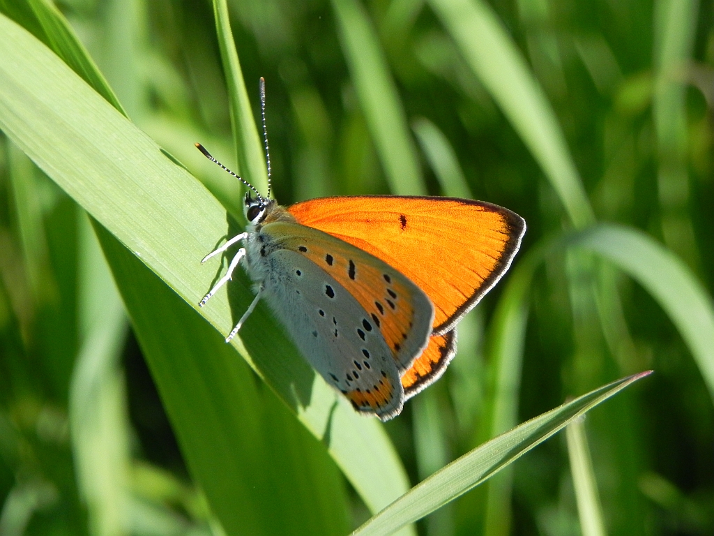 Czerwończyk nieparek (Lycaena dispar)