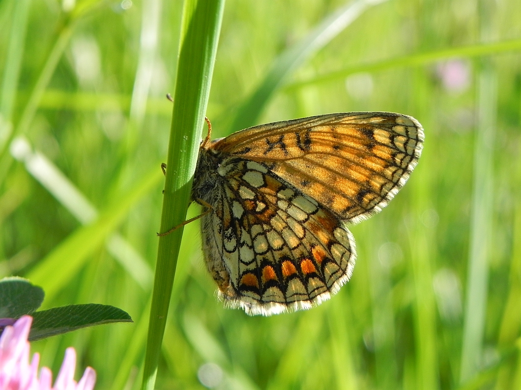 Przeplatka atalia (Melitaea athalia)