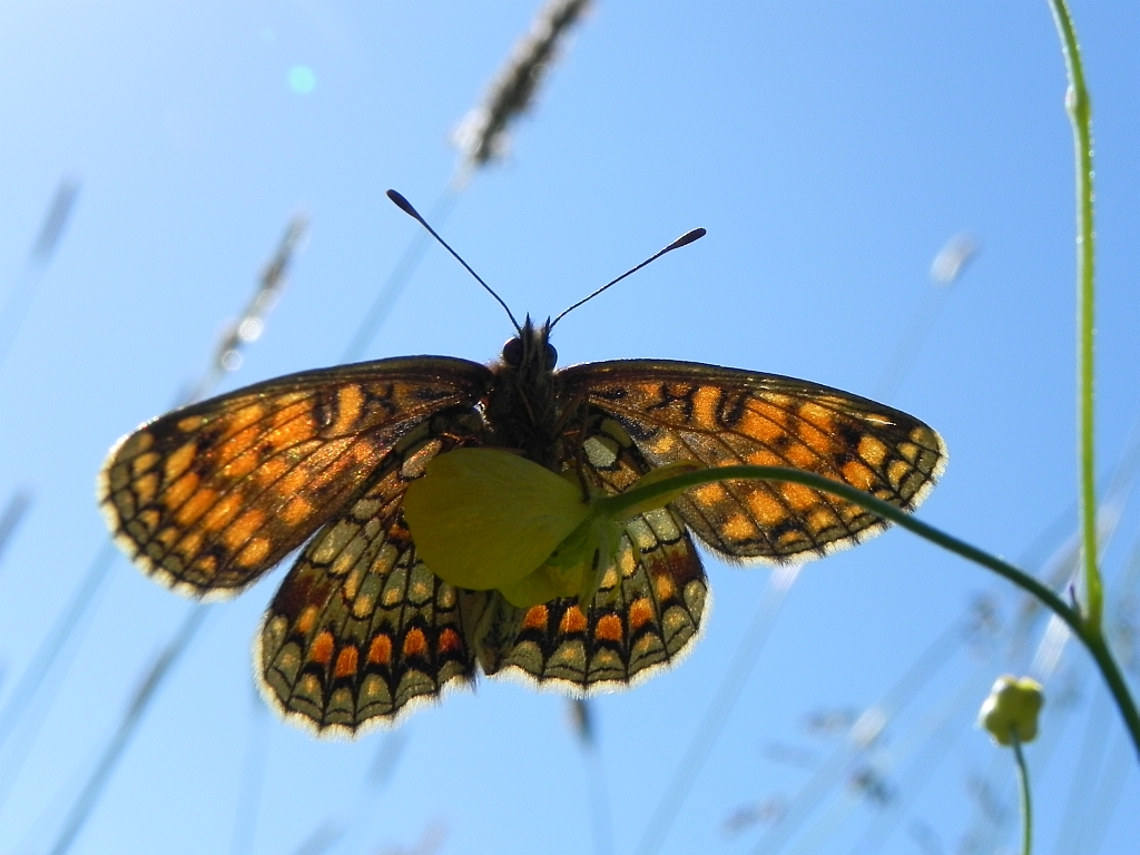 Przeplatka atalia (Melitaea athalia)