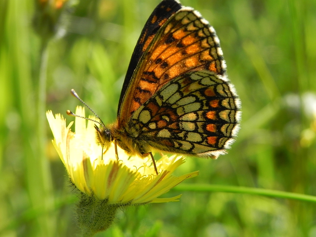 Przeplatka atalia (Melitaea athalia)