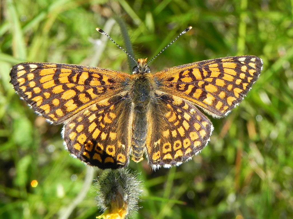 Przeplatka cinksia (Melitaea cinxia)