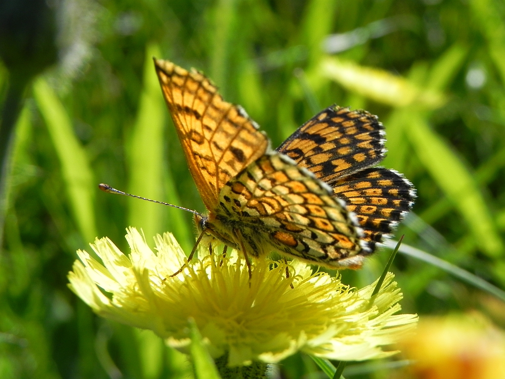 Przeplatka cinksia (Melitaea cinxia)