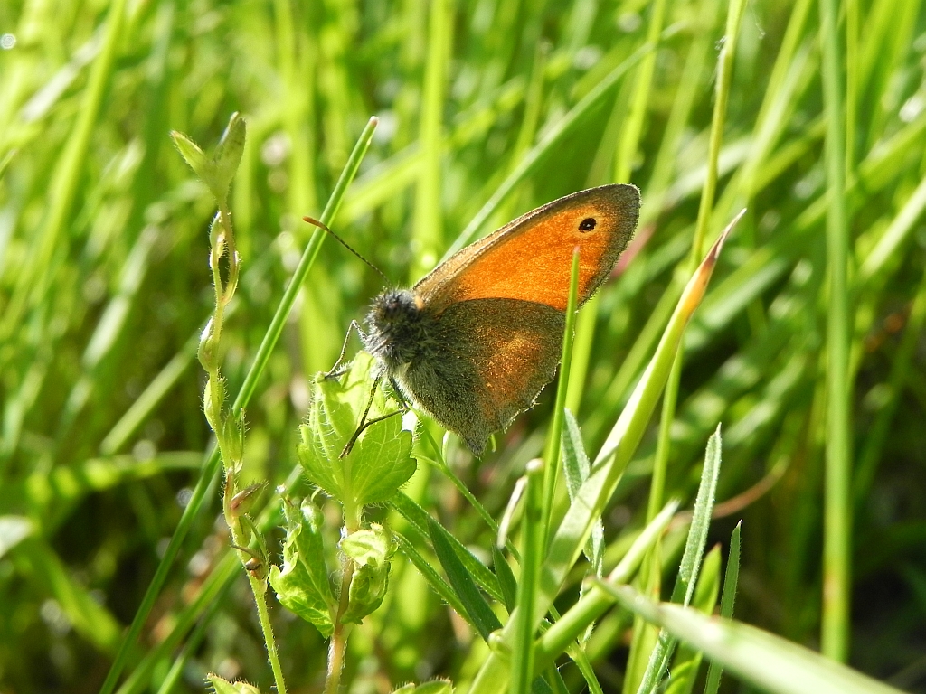 Strzępotek ruczajnik (Coenonympha pamphilus)