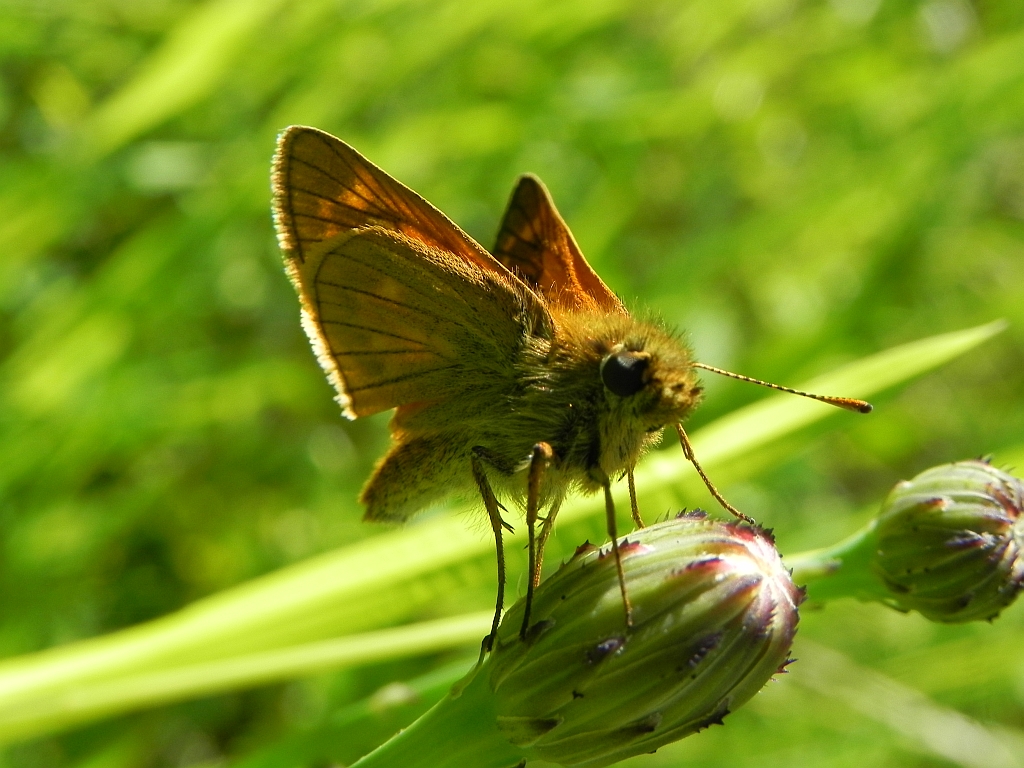 Karłątek kniejnik (Ochlodes venatus = Ochlodes sylvanus = Ochlodes faunus)