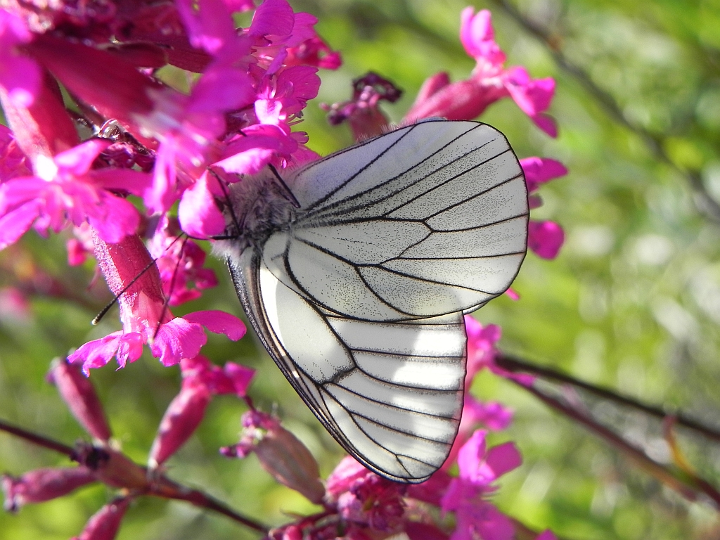 Niestrzęp głogowiec (Aporia crataegi)