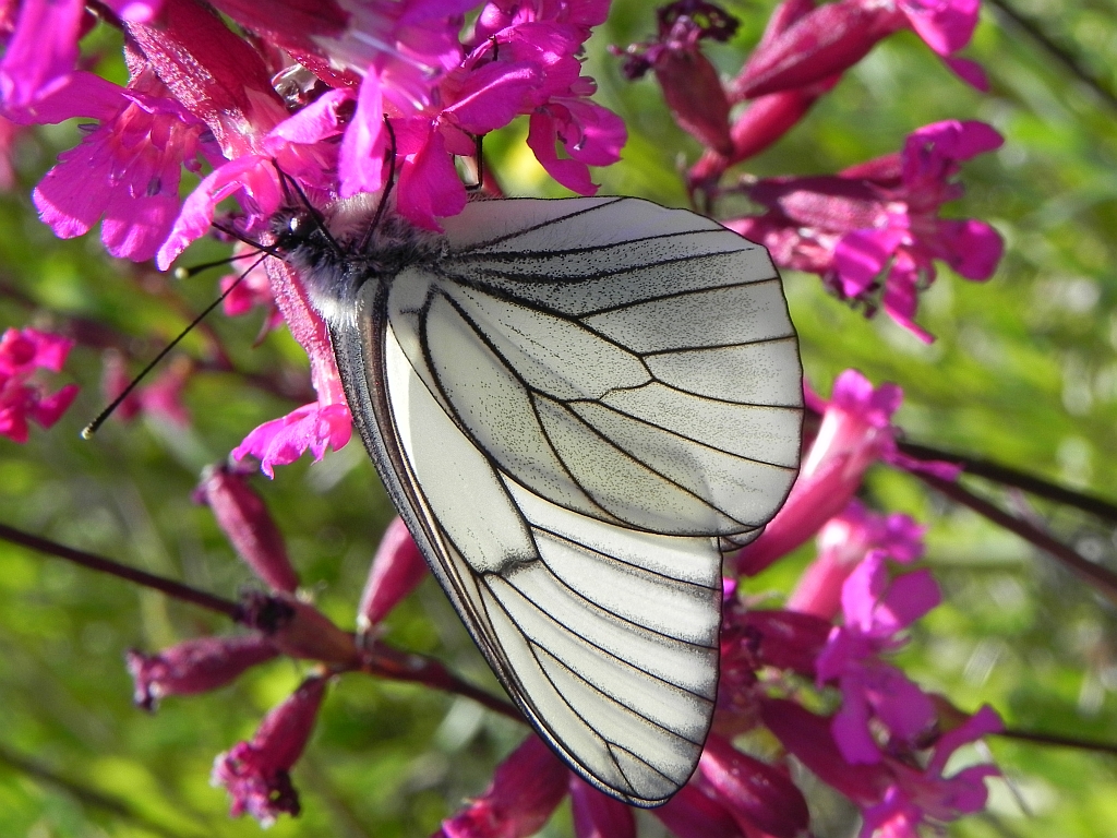 Niestrzęp głogowiec (Aporia crataegi)