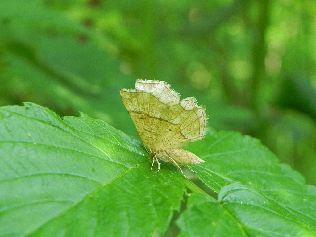 Cefis borówczak (Cepphis advenaria)