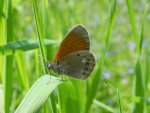 Strzępotek glicerion (Coenonympha glycerion)