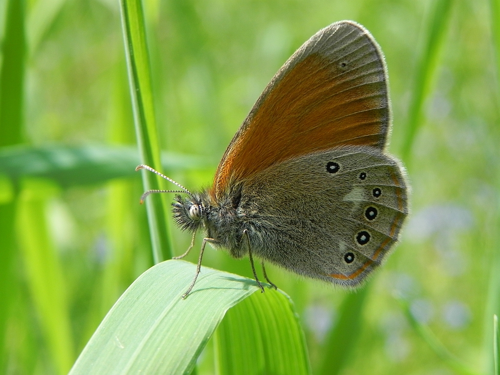 Strzępotek glicerion (Coenonympha glycerion)