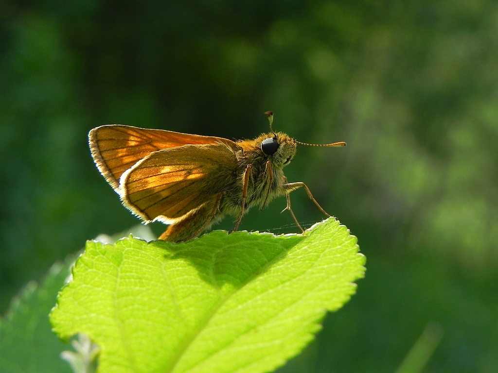 Karłątek kniejnik (Ochlodes venatus)